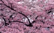 Pink Flowers Wallpaer