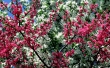 Beautiful Pink and White Flowers Wallpaer