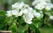 Beautiful White Flowers Wallpaer