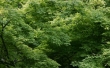 Green Leaves like Star Wallpaer