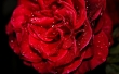 Rose Covered from Dew Wallpaer