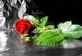 Fall Red Rose Wallpaer