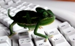 Keyboard Lizard Wallpaer