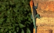 Red Headed Rock Agama Wallpaer