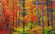 Vibrant Autumn Colors Wallpaer