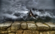 Caracara Wallpaer