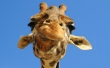 Funny Giraffe Wallpaer