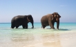 Elephants in Paradise Wallpaer