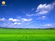 Longhorn field 1 Wallpaer
