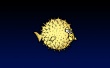 Yellow BSD fish Wallpaer
