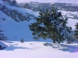 Winter tree and snow Wallpaer