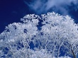 Winter frost branches Wallpaer
