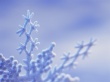 Frost winter forms Wallpaer