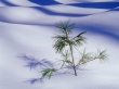 Frost winter plant Wallpaer