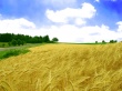 Golden field Wallpaer