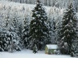 Snow trees winter Wallpaer