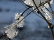 Ice on branch Wallpaer