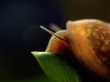 Snail on black Wallpaer