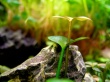 Lending a  stalk Wallpaer