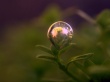 Bubble on plant Wallpaer