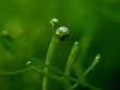 Green bubbles Wallpaer