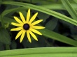 Let the sun shine Wallpaer