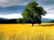 Tree in field Wallpaer