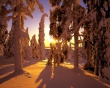 Winter forest view Wallpaer