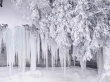 Winter frost Wallpaer