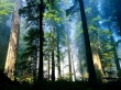 Aero woods Wallpaer