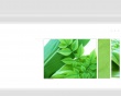 Canopy leafs Wallpaer