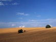 Golden field blue sky Wallpaer