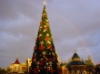 Disneyland tree Wallpaer