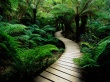 Nature wood road Wallpaer