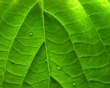 Green Vivid Leaf Wallpaer