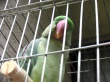 Nice parrot Wallpaer