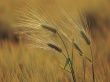 Wheat in wind Wallpaer