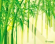 Bamboo scene Wallpaer