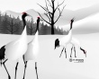 Winter scene Wallpaer
