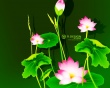 Lily flowers Wallpaer