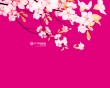 Sakura flower Wallpaer