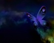 Blue butterfly Wallpaer