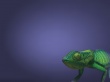 Chameleon Wallpaer