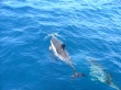 Dolphins Wallpaer