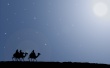 Camels on the way Wallpaer