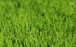 Vista grass 2 Wallpaer