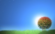 Sunset trees Wallpaer