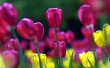 Spring tulips Wallpaer