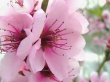 Spring flowers Wallpaer