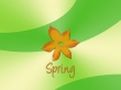 Spring orange flower Wallpaer